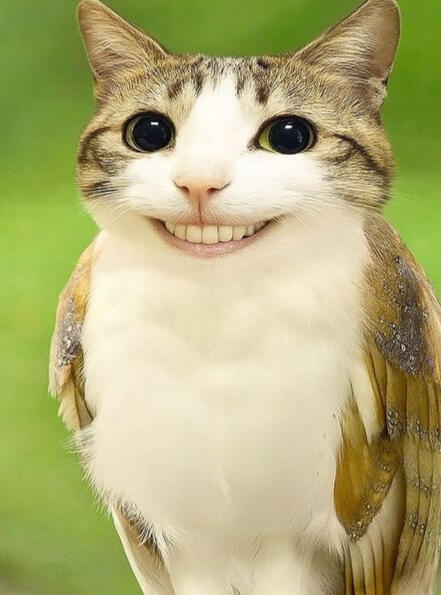 meowl
